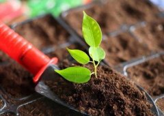 土壤養(yǎng)分檢測儀的應用主要是在哪里？