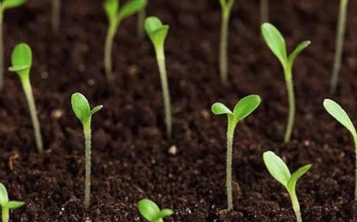 土壤養分速測儀 土壤養分速測儀